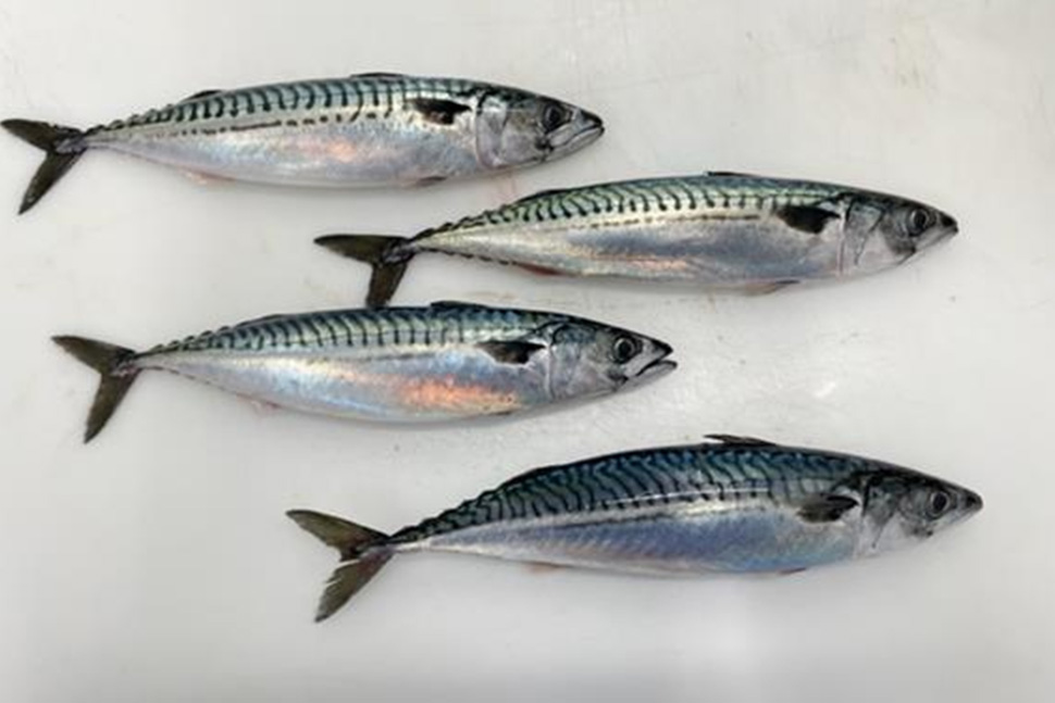 Latest Products Image